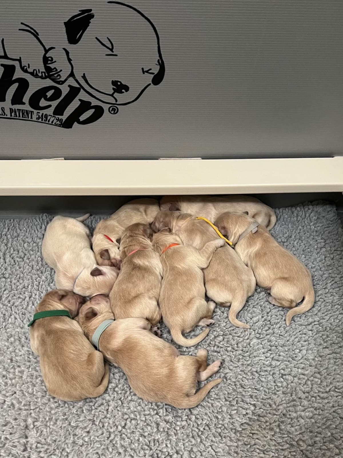 Golden Retriever Puppies breeder image 29