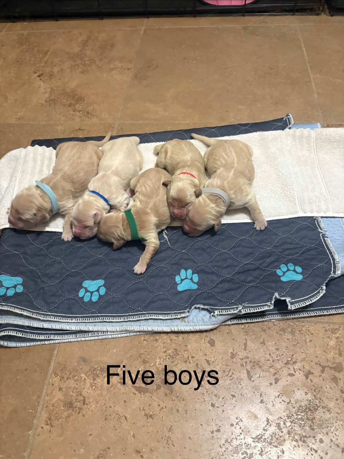 Golden Retriever Puppies breeder image 27