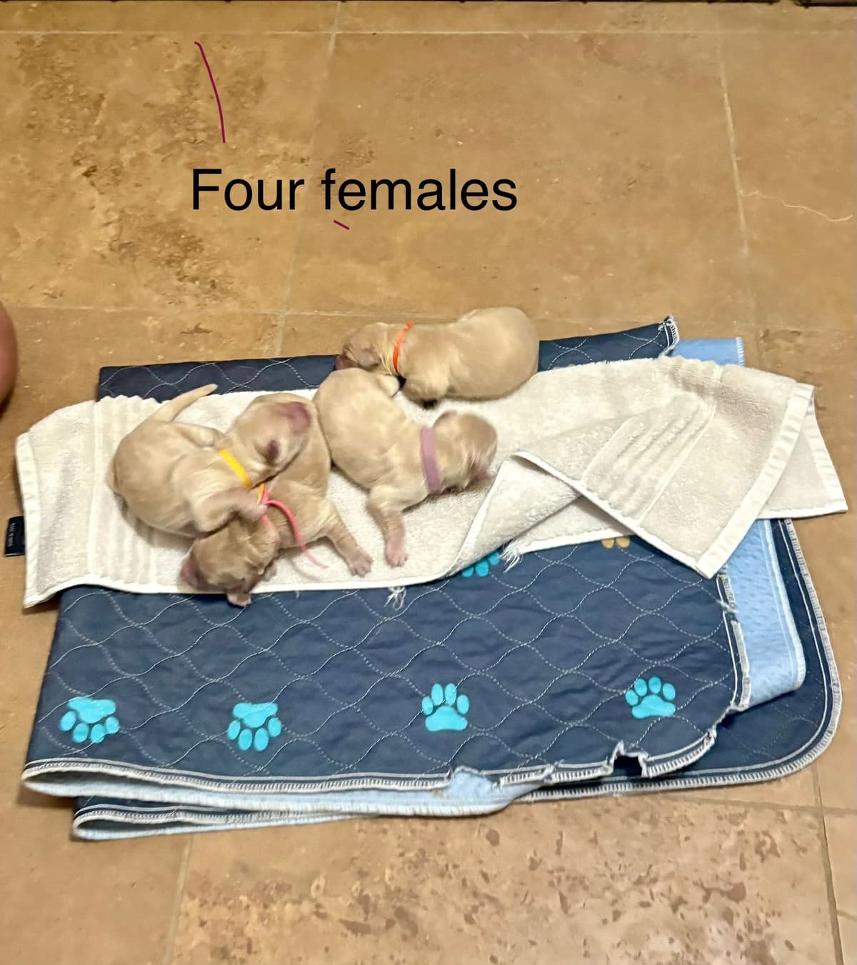 Golden Retriever Puppies breeder image 28
