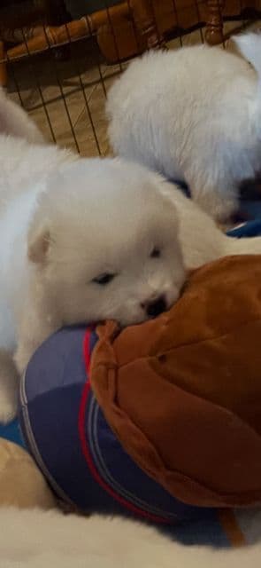 Samoyed Puppies media 3