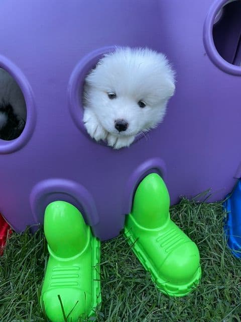 Samoyed Puppies breeder image 1