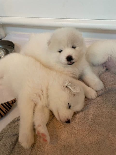Samoyed Puppies breeder image 3