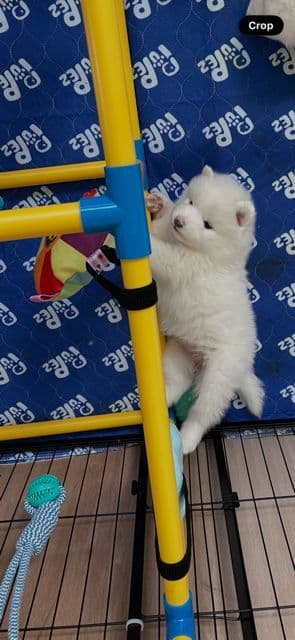 Samoyed Puppies breeder image 4