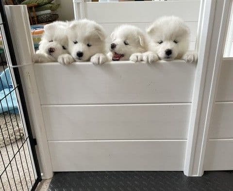 Samoyed Puppies breeder image 5