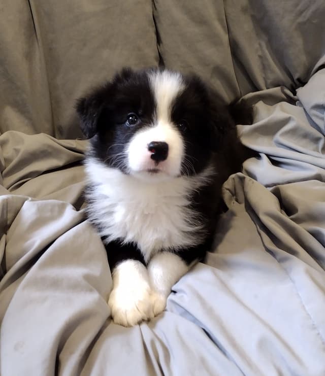 Border Collie Puppies media 2