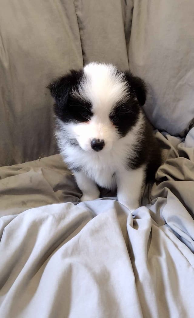 Border Collie Puppies media 3