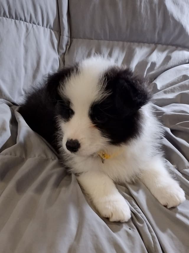 Border Collie Puppies media 4