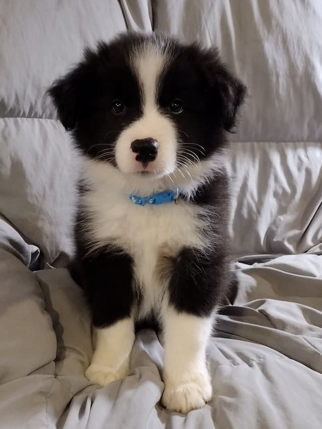 Border Collie Puppies media 5
