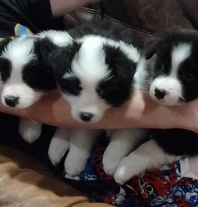 Border Collie Puppies media 7