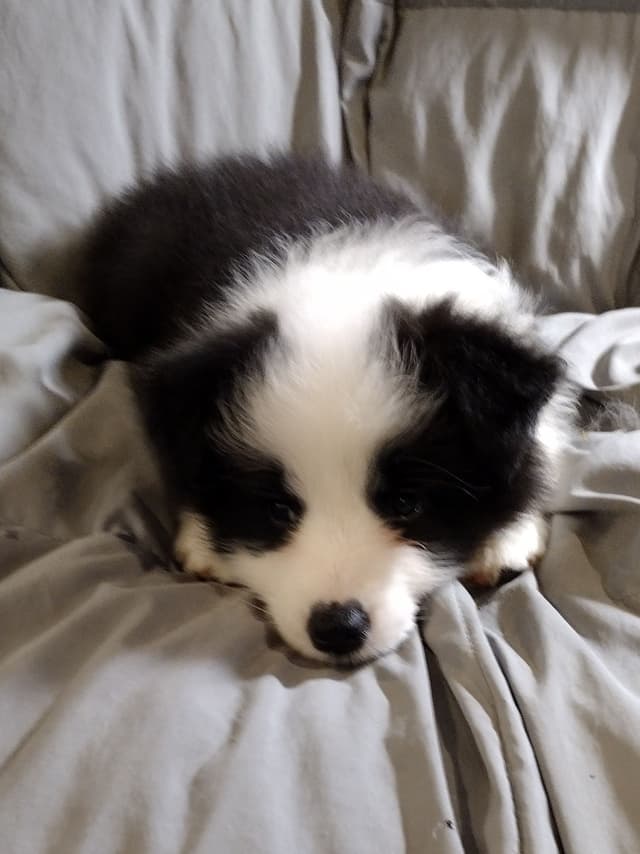 Border Collie Puppies media 6