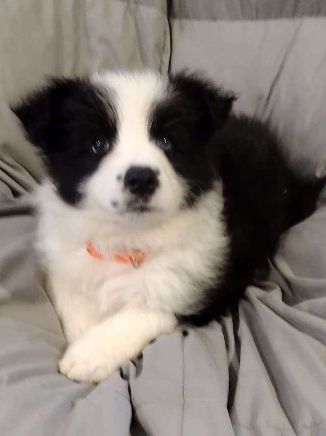 Border Collie Puppies media 8