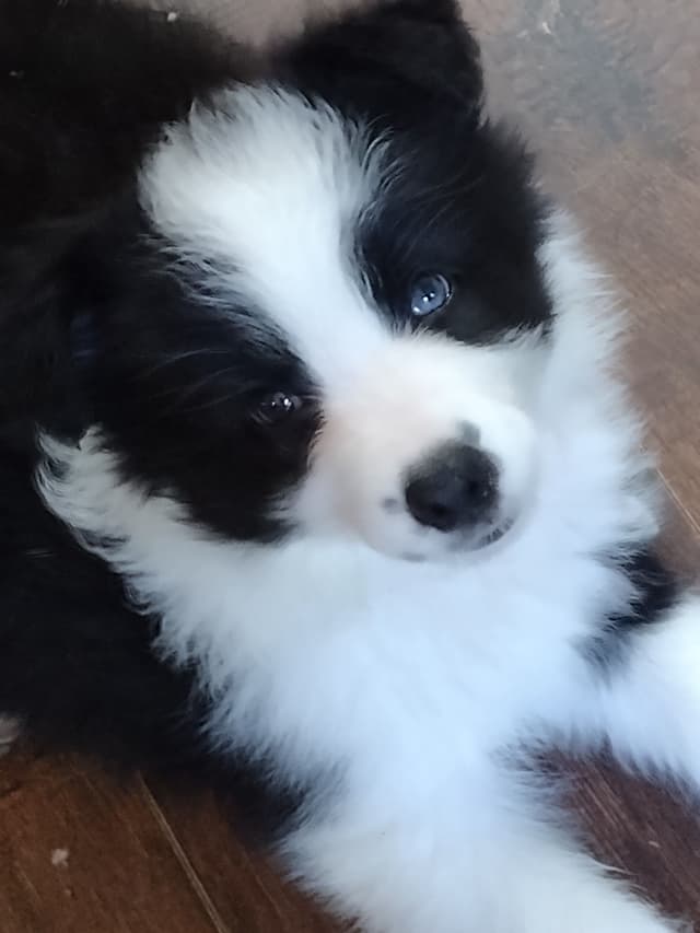 Border Collie Puppies media 9