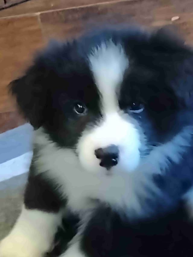 Border Collie Puppies media 10