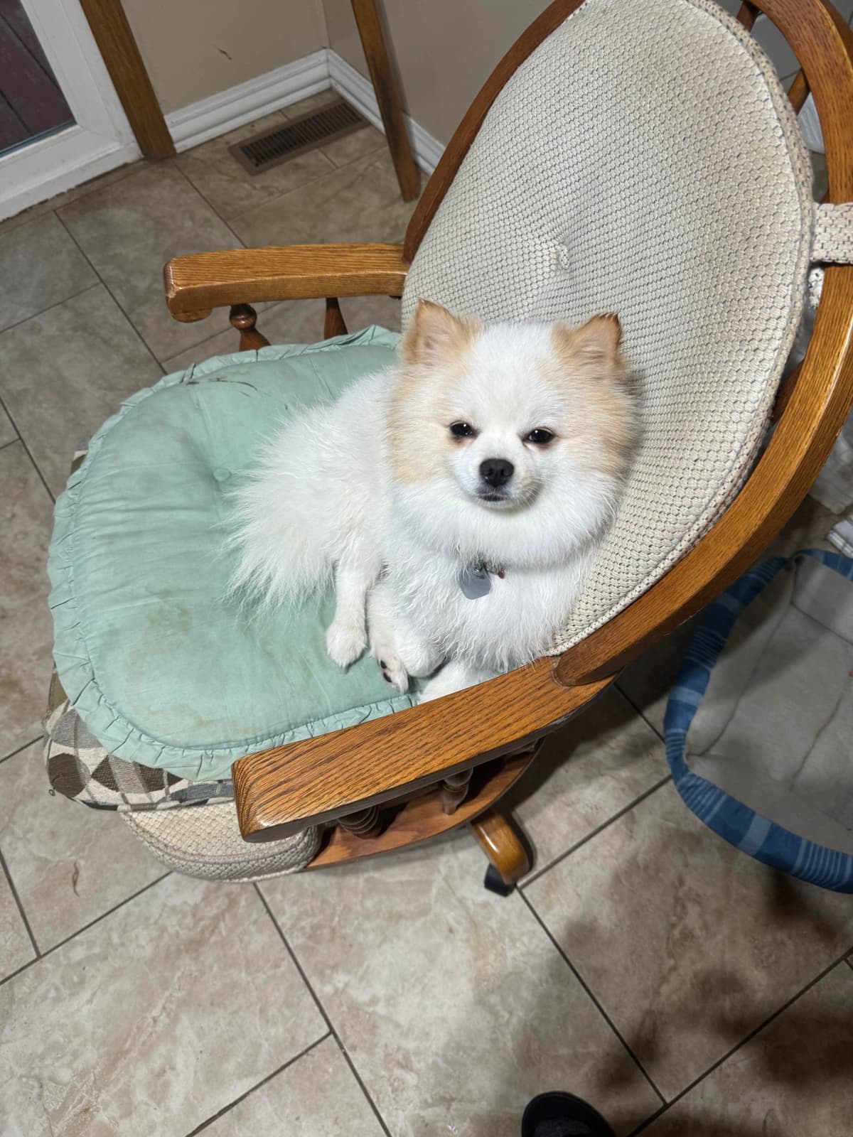Pomeranian Puppies breeder image 1