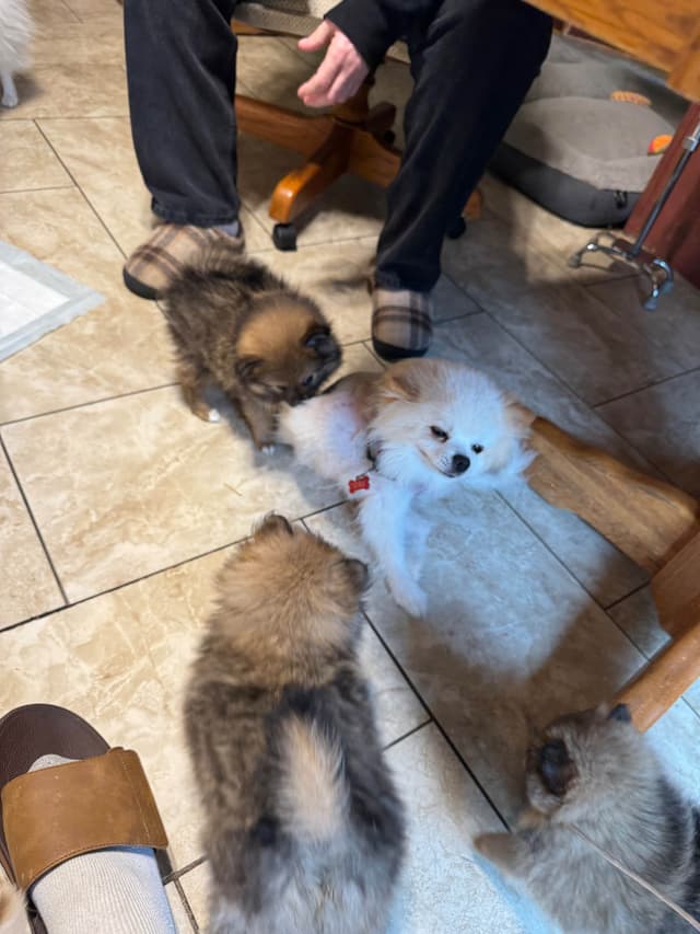 Pomeranian Puppies media 3