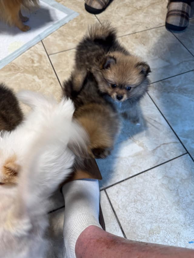 Pomeranian Puppies media 2