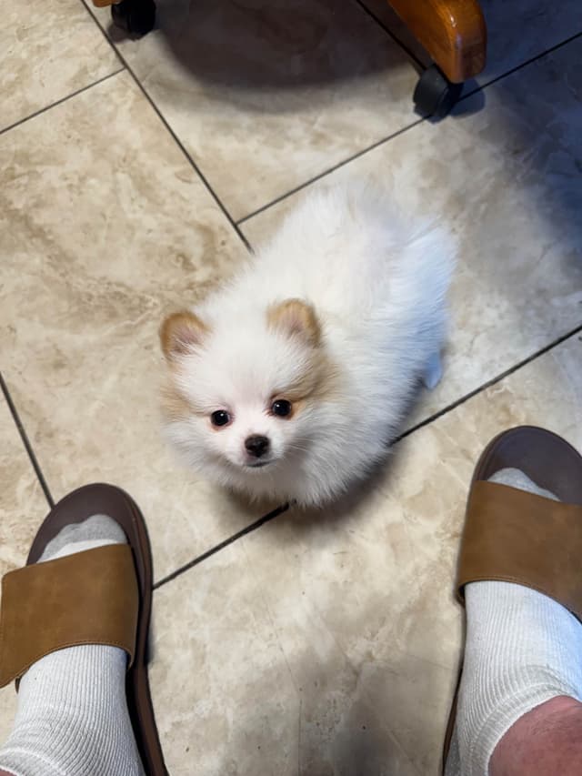 Pomeranian Puppies media 6