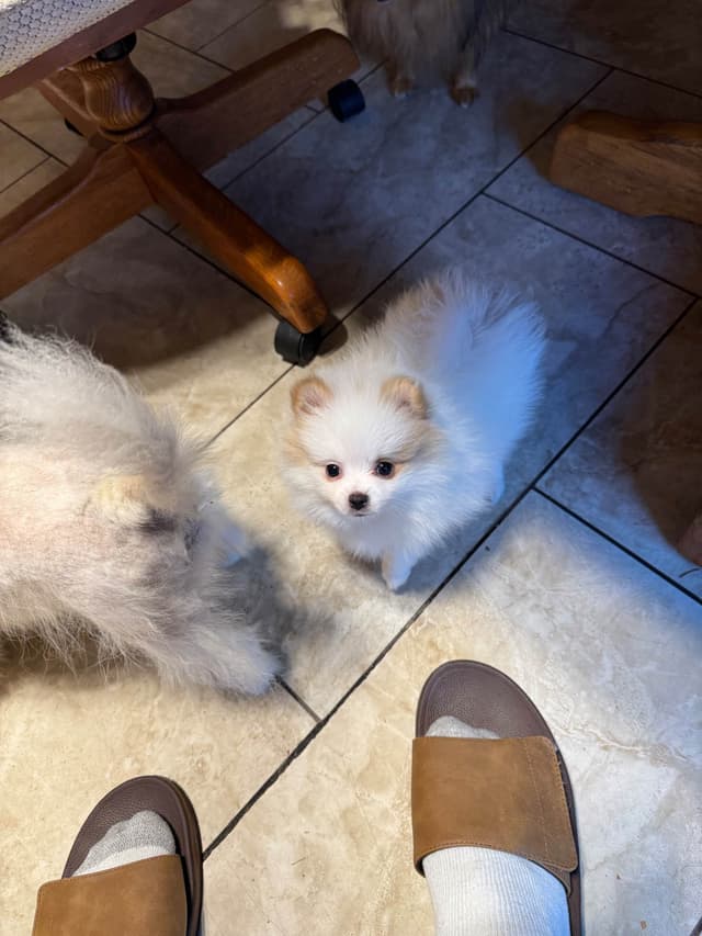 Pomeranian Puppies media 8