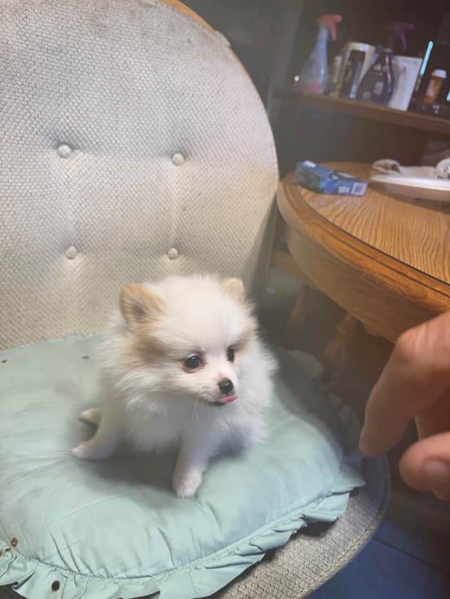 Pomeranian Puppies media 10