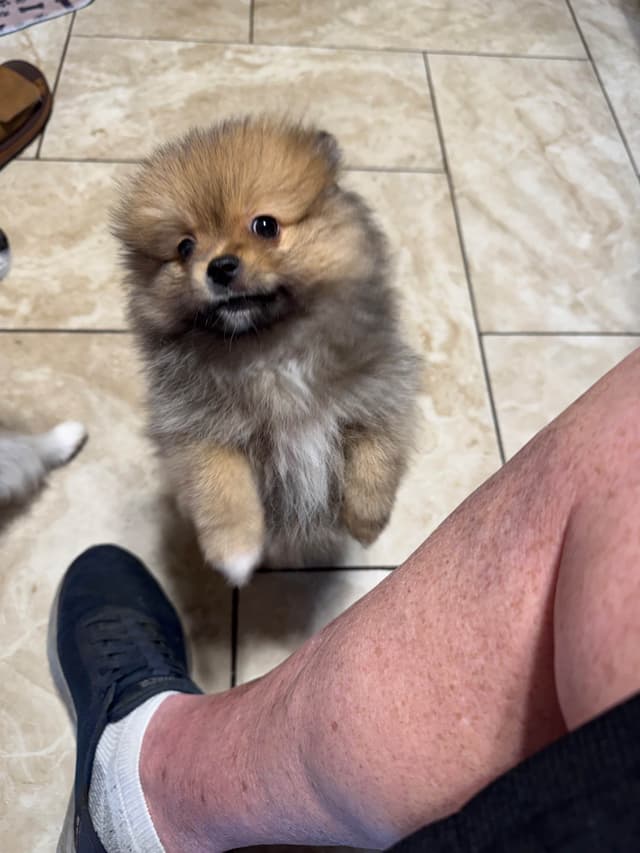 Pomeranian Puppies media 9