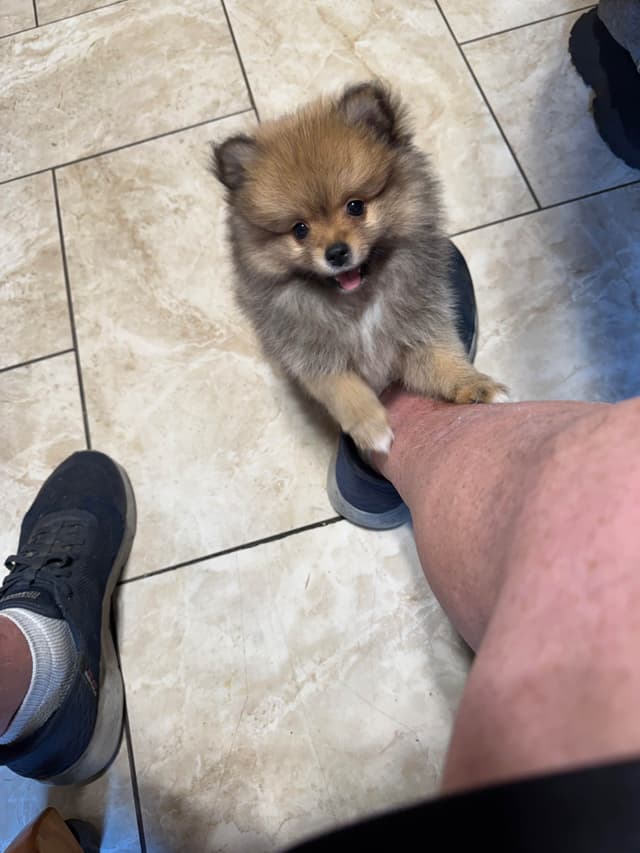Pomeranian Puppies media 11