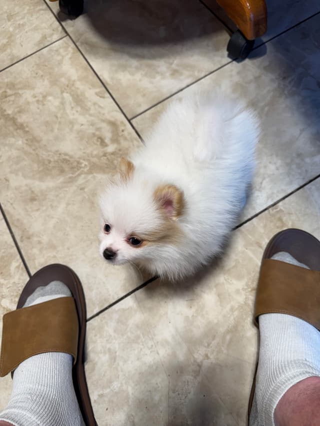 Pomeranian Puppies media 12