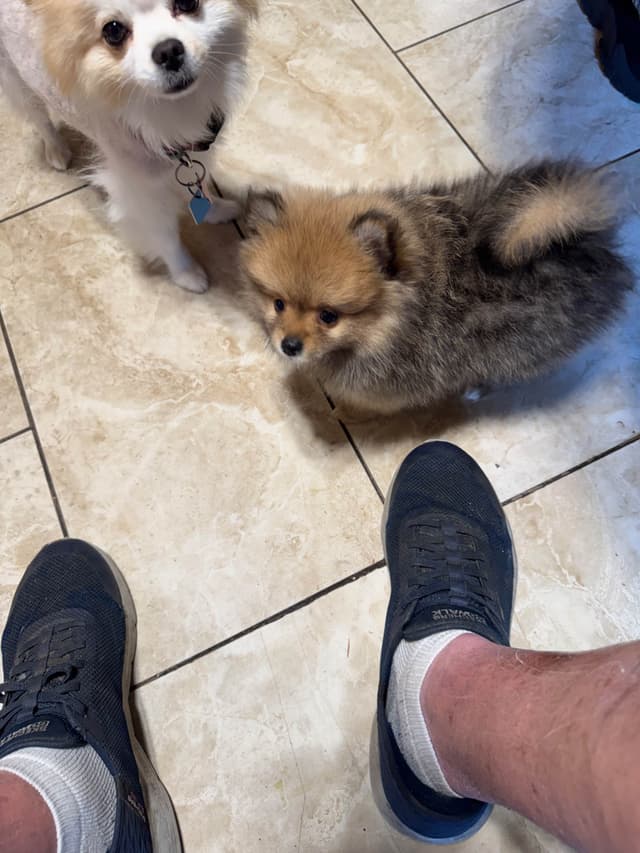 Pomeranian Puppies media 13
