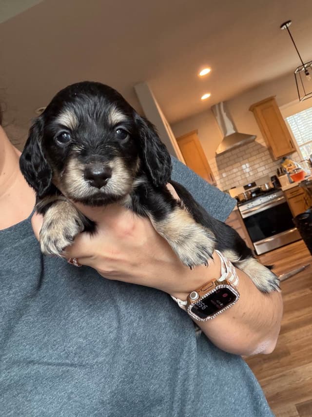 Dachshund Puppies media 2
