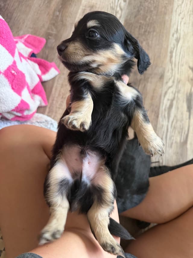 Dachshund Puppies media 3