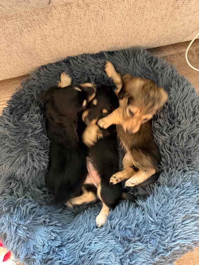 Dachshund Puppies media 4