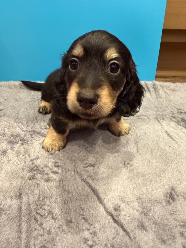 Dachshund Puppies media 5