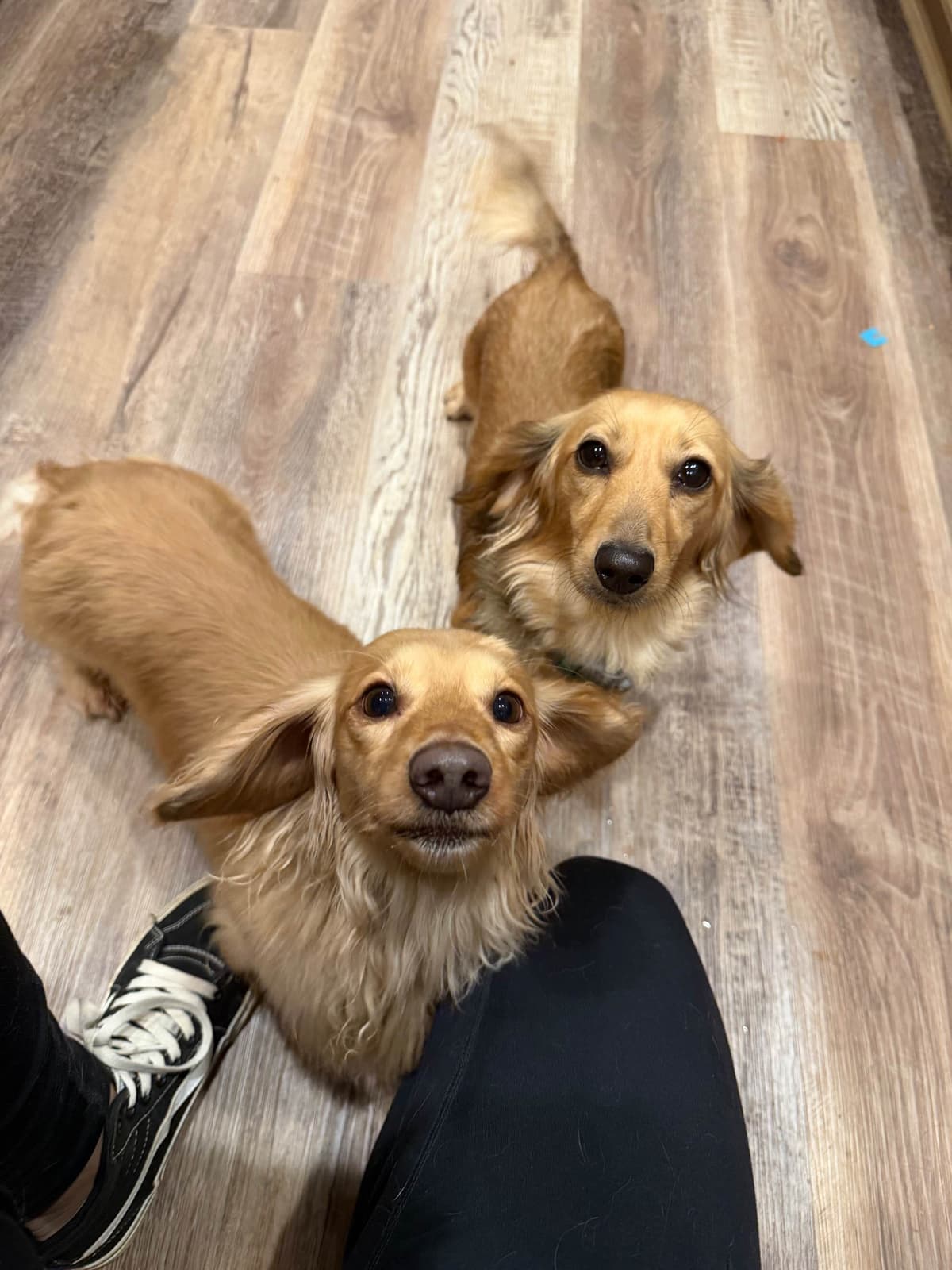 Dachshund Puppies breeder image 1