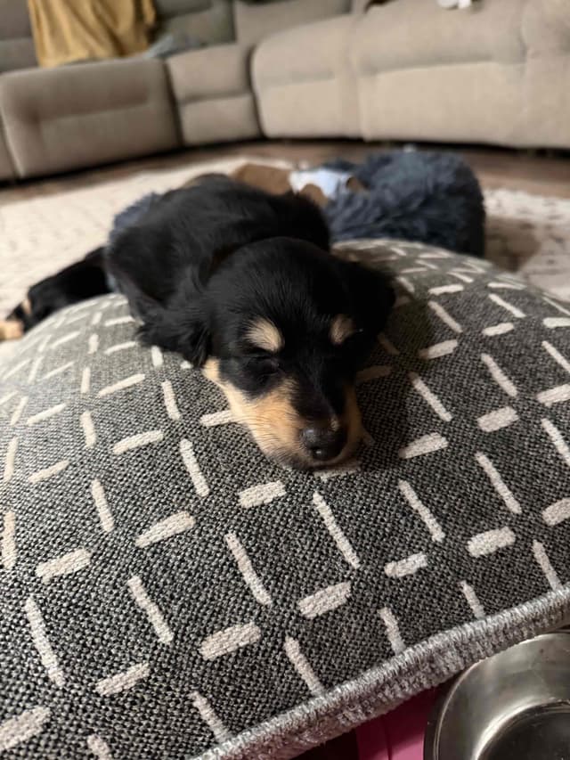Dachshund Puppies media 6