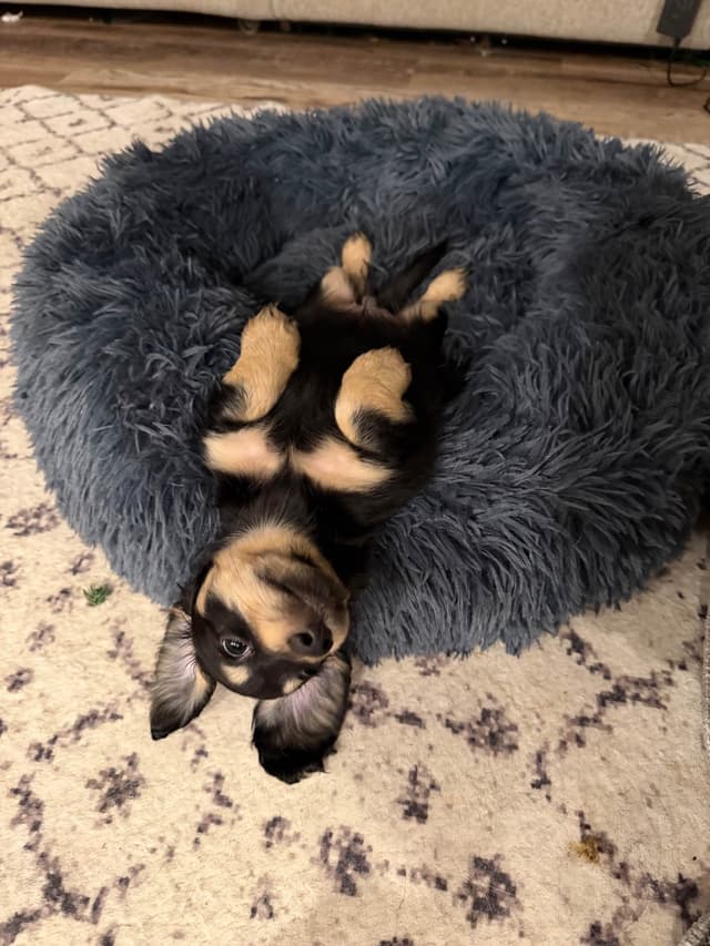 Dachshund Puppies media 7