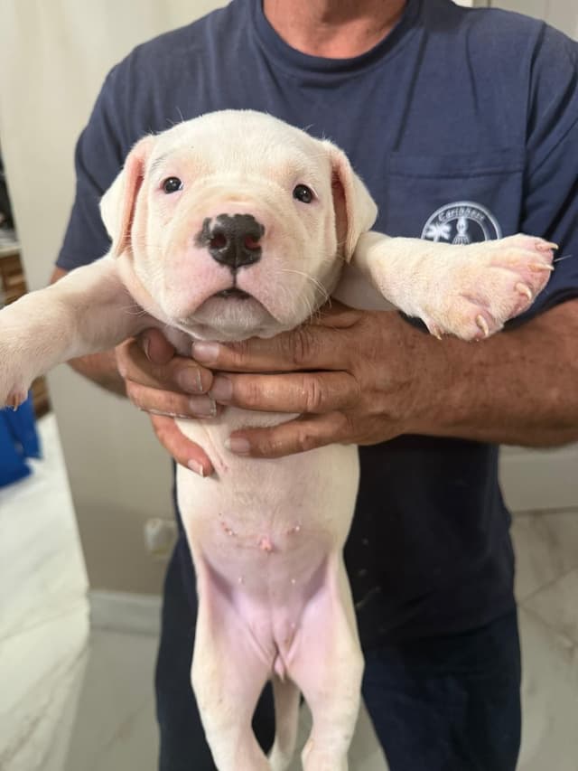 Dogo Argentino Puppies media 2