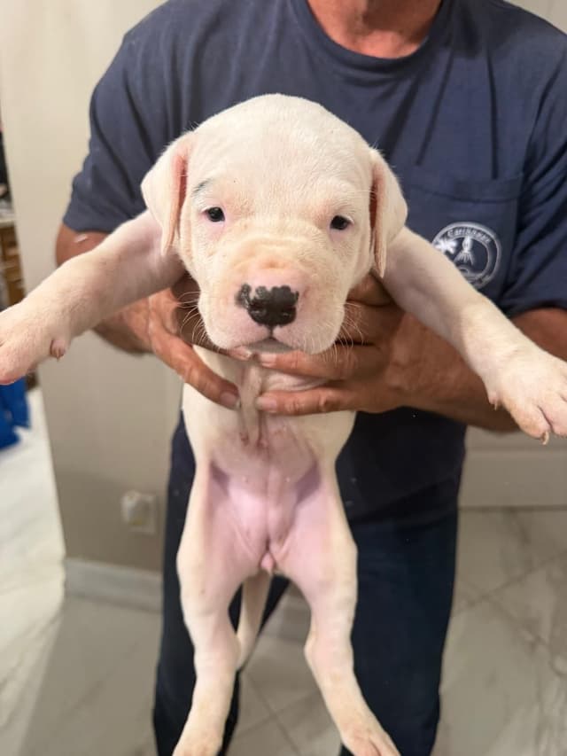Dogo Argentino Puppies media 3