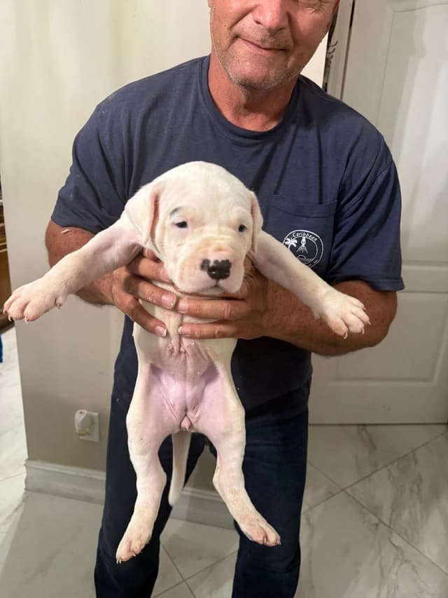 Dogo Argentino Puppies media 4