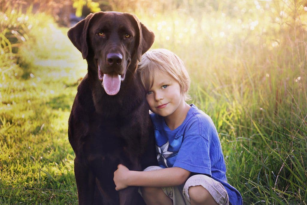 Dark Yellow/Fox Red Labrador Retriever Puppies breeder image 1
