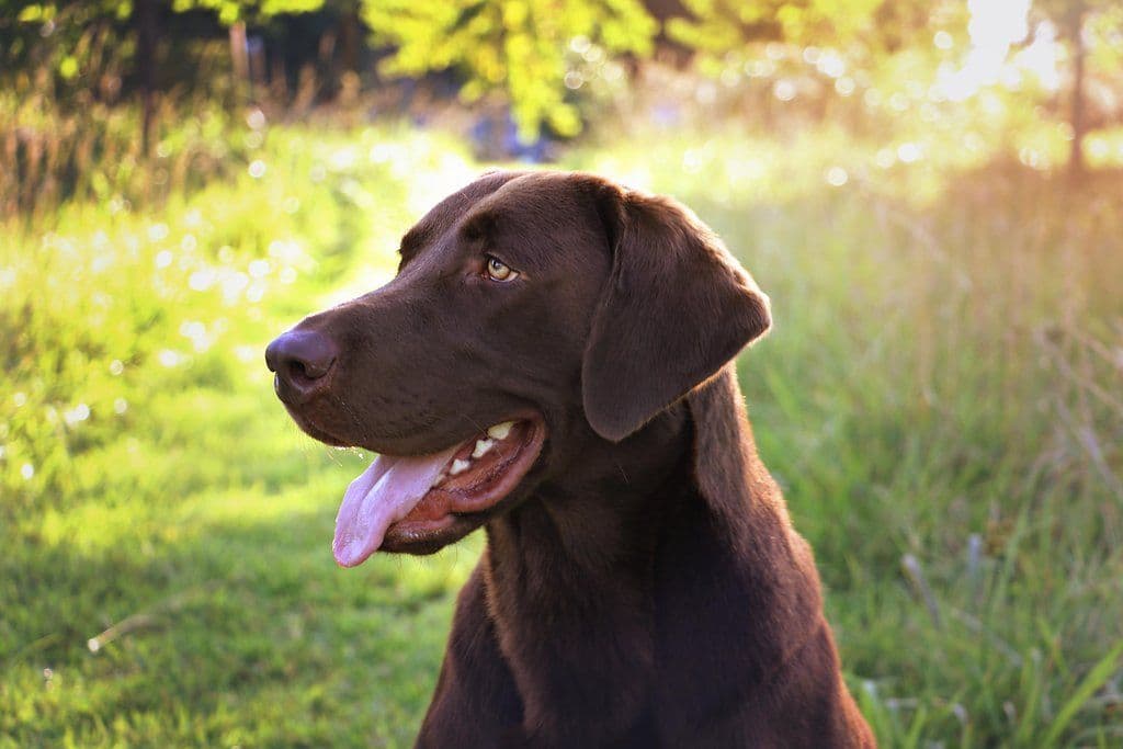 Dark Yellow/Fox Red Labrador Retriever Puppies breeder image 2