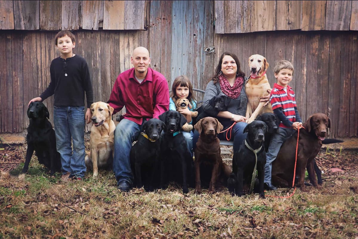 Dark Yellow/Fox Red Labrador Retriever Puppies breeder image 4
