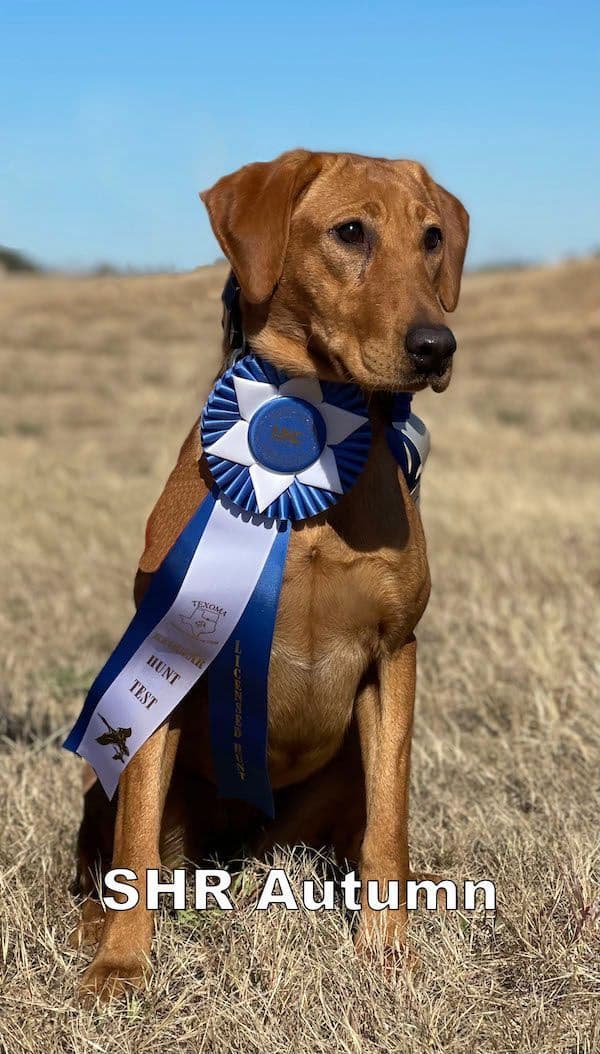 Dark Yellow/Fox Red Labrador Retriever Puppies breeder image 9
