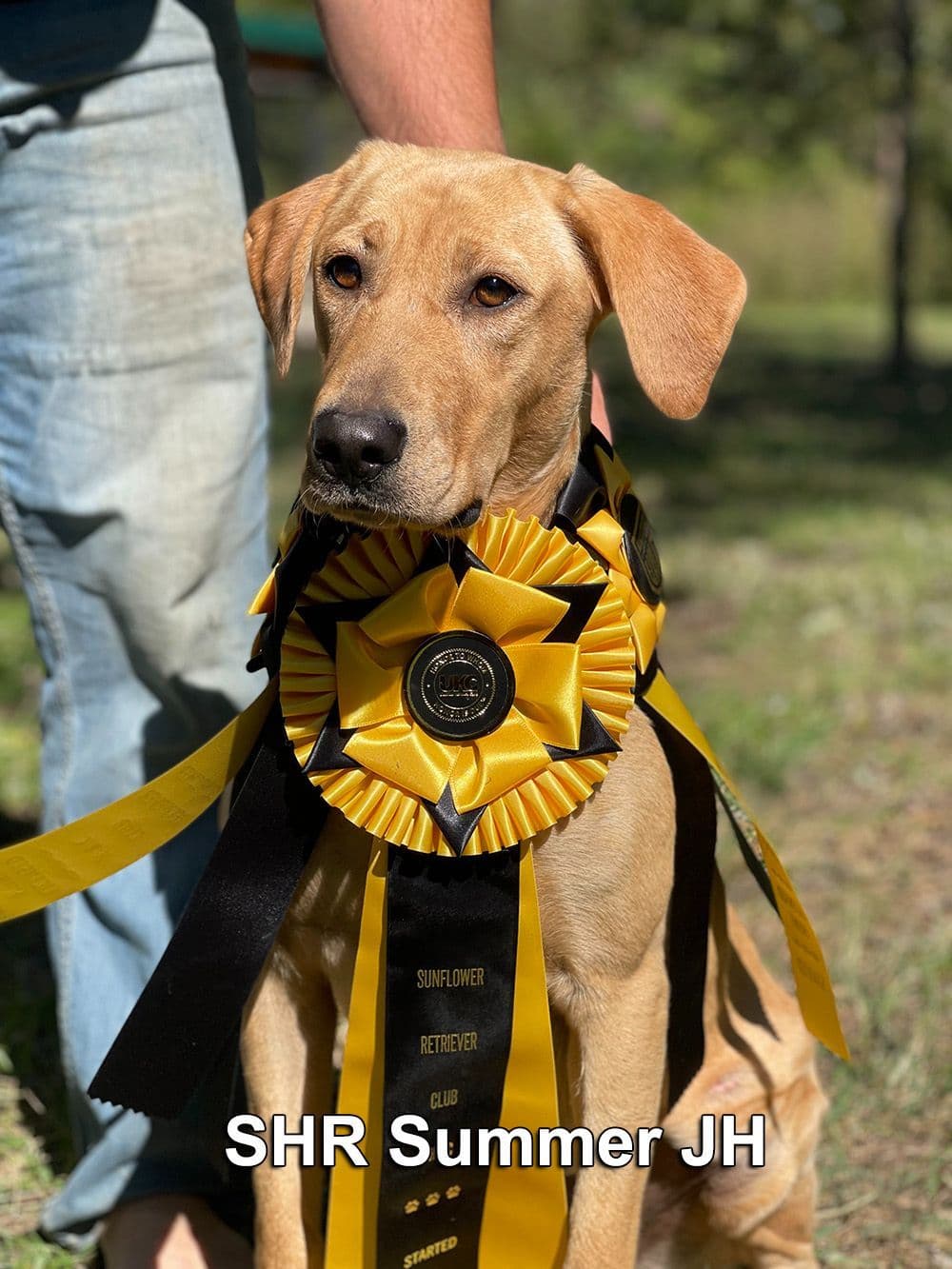 Dark Yellow/Fox Red Labrador Retriever Puppies breeder image 10