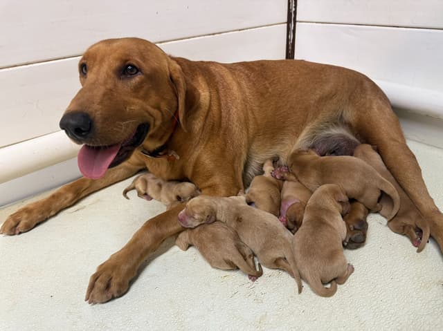 Dark Yellow/Fox Red Labrador Retriever Puppies media 3