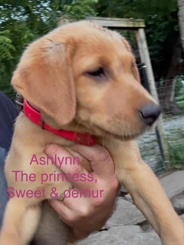 Dark Yellow/Fox Red Labrador Retriever Puppies media 6