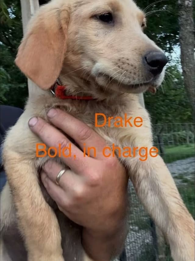 Dark Yellow/Fox Red Labrador Retriever Puppies media 5
