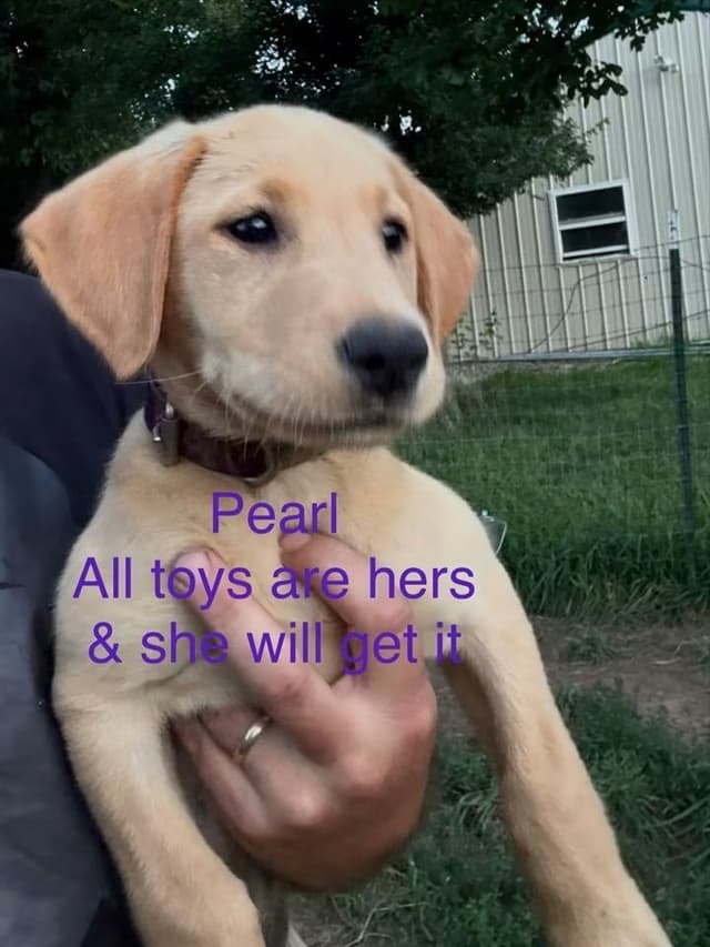 Dark Yellow/Fox Red Labrador Retriever Puppies media 4
