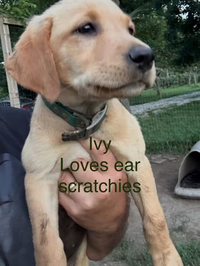 Dark Yellow/Fox Red Labrador Retriever Puppies media 9