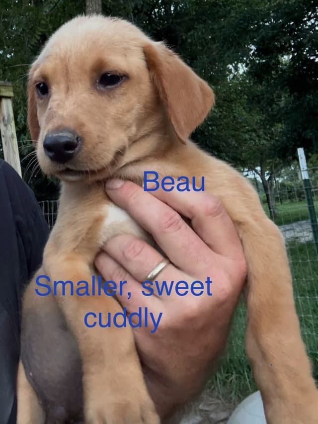 Dark Yellow/Fox Red Labrador Retriever Puppies media 10