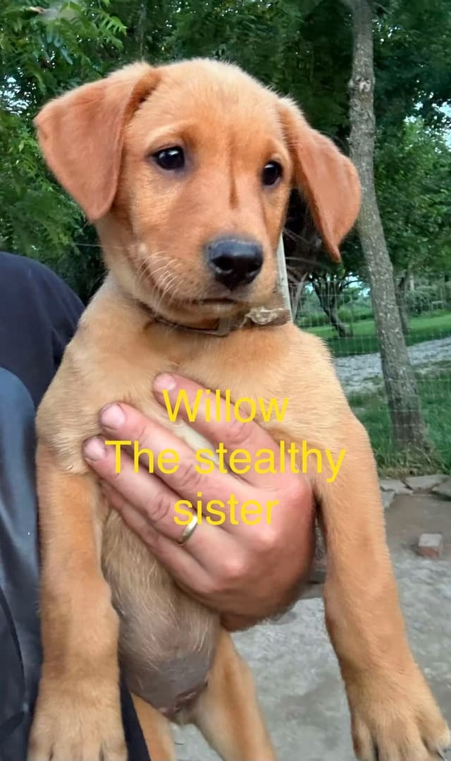 Dark Yellow/Fox Red Labrador Retriever Puppies media 11