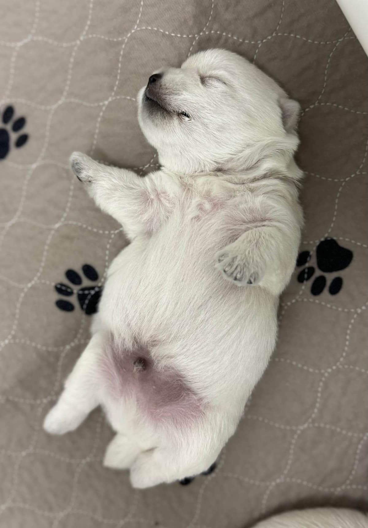 West Highland White Terrier Puppies breeder image 1